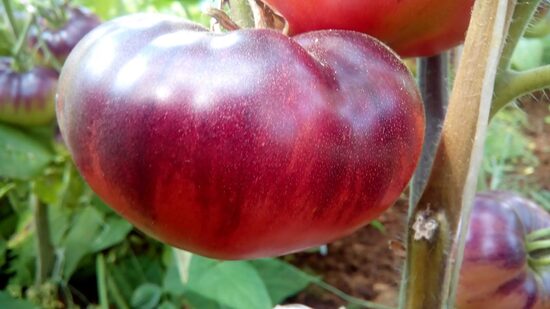 Розовый Сибирский Тигр